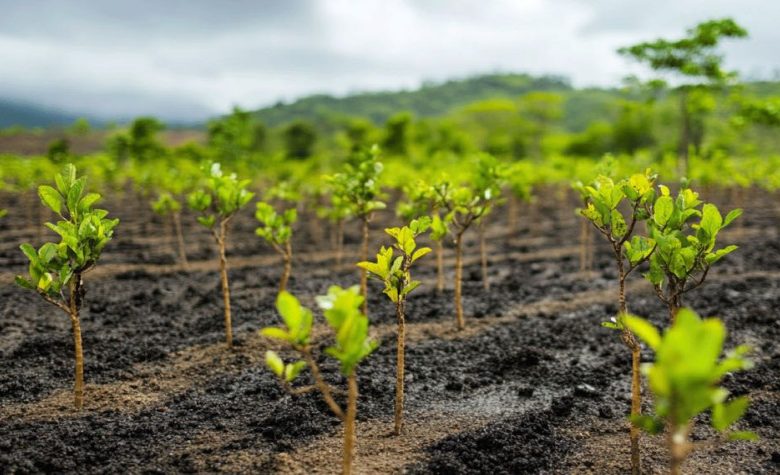 RESTART – REVIVING GREEN, RESTORING BREATH