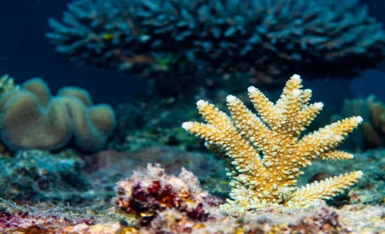 GO DEEP – Restoring Life Beneath the Waves